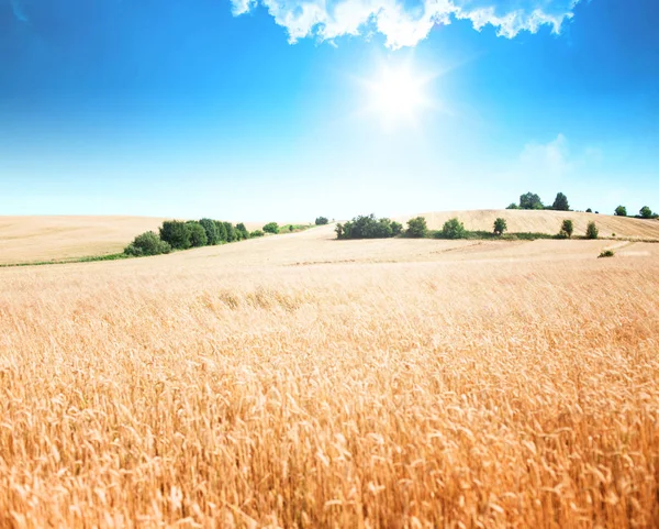 Weizen in Polen abgelegt — Stockfoto