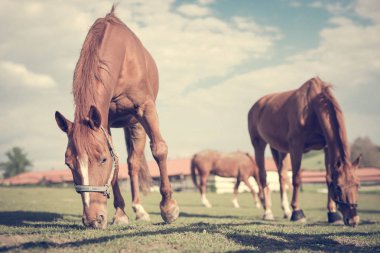 Çim sahada yeme atlar