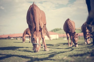 Çim sahada yeme atlar