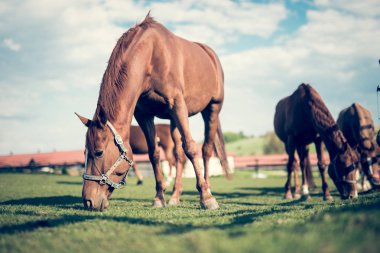 Çim sahada yeme atlar