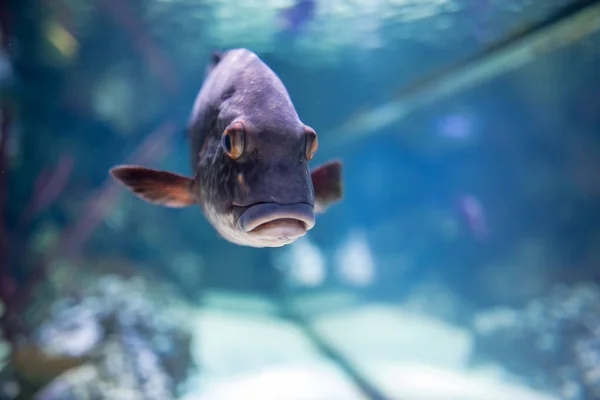 Egzotyczne ryby od oceanarium — Zdjęcie stockowe