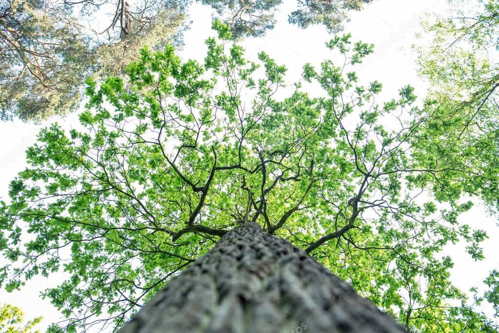 Green forest treetops