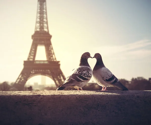 Silhueta Lovebird de Valentim na torre eiffel — Fotografia de Stock