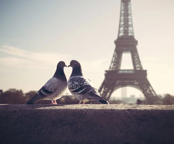 Valentins liebenswerte Silhouette auf dem Eiffelturm — Stockfoto