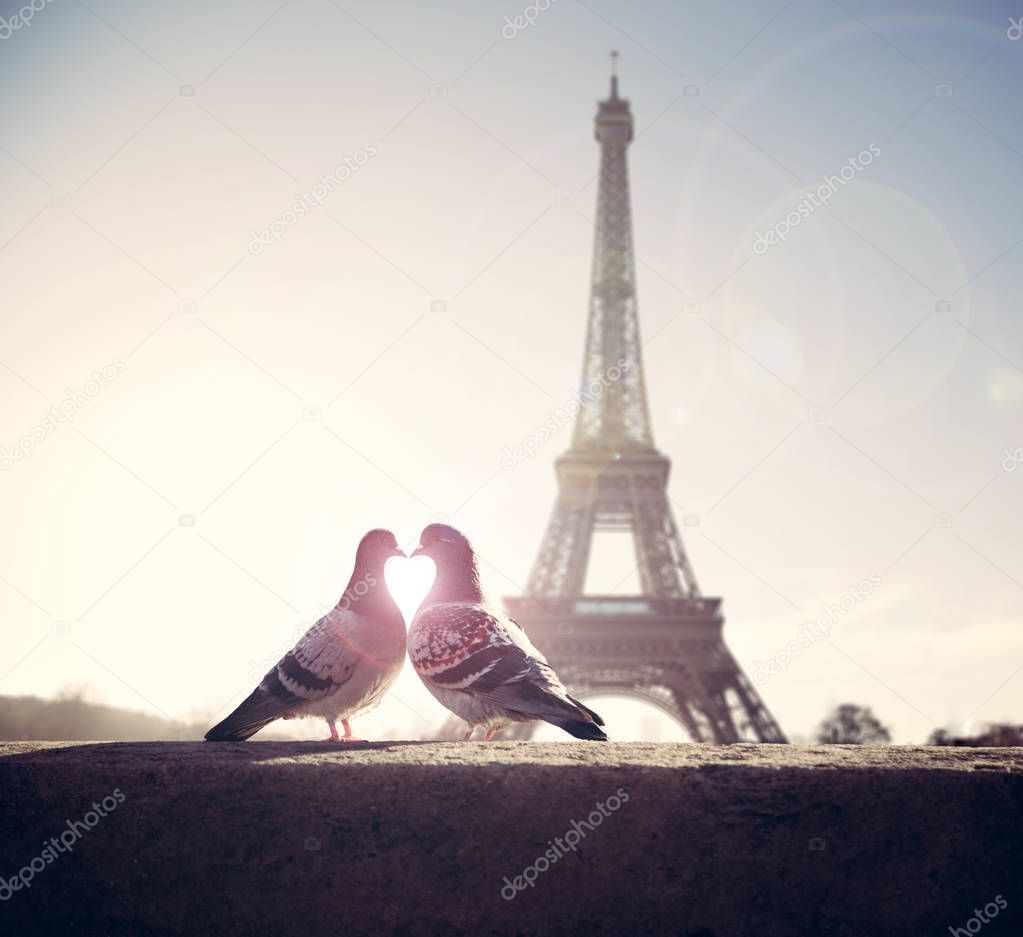 Valentine's Lovebird silhouette on eiffel tower