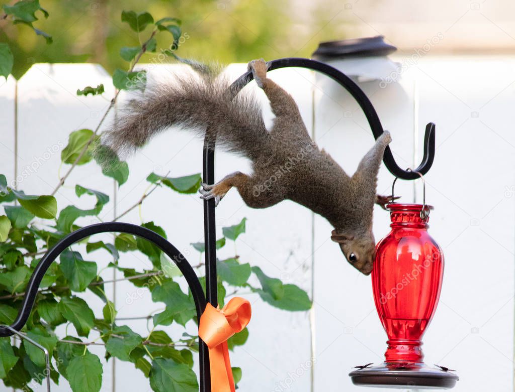 Funny acrobatic adult squirrel hanging upside down on the shepherd hooks hunting for food in humming bird feeder in backyard garden.