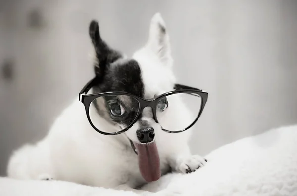 Schwarz-weißer Chihuahua mit Brille. — Stockfoto