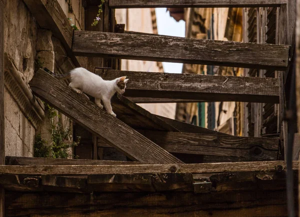 Gato de rua em posição pronta em uma viga de madeira no velho de Dubrovnik — Fotografia de Stock