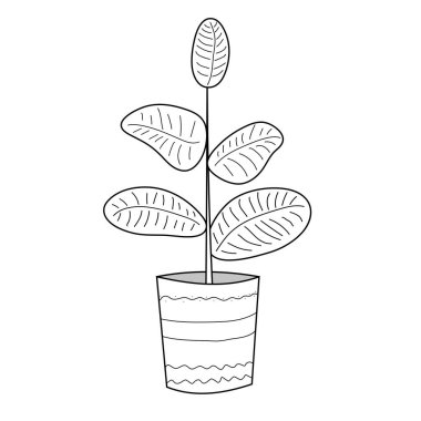 Ficus, beyaz arka planda bir saksıya elle çizilmiş ev bitkisi. Vektör resmi