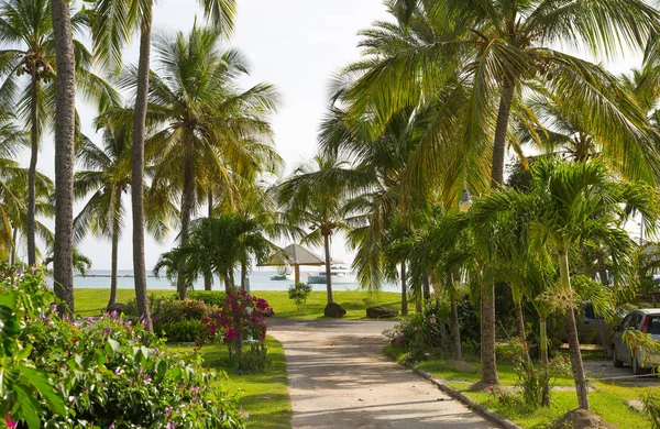 Antigua Karibské Ostrovy Anglický Přístav Května 2019 Gallon Beach Park — Stock fotografie