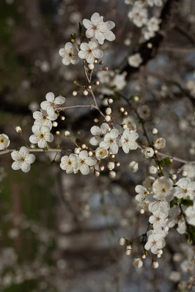 Árvore Cereja Florescente Primavera — Fotografia de Stock