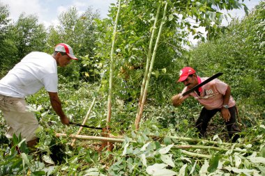 Kütle Okaliptüs Tarlasını Yok Etti