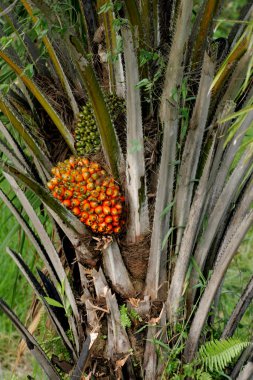 Bahia 'daki palmiye yağı çiftliği.