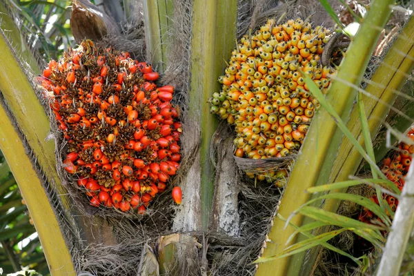 Плантация пальмового масла в Баии — стоковое фото