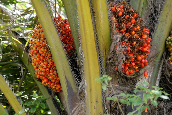 Plantação de óleo de palma na Bahia — Fotografia de Stock
