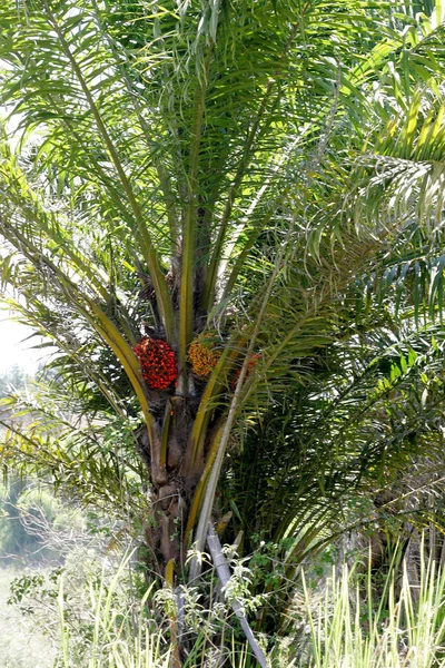 Plantacja oleju palmowego w Bahia — Zdjęcie stockowe