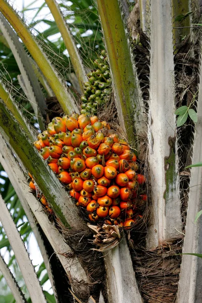 Plantación de aceite de palma en Bahía — Foto de Stock