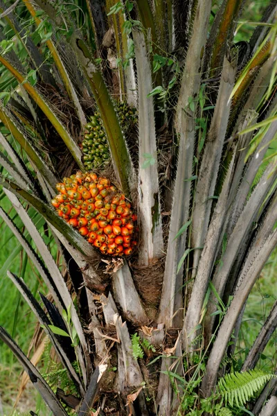 Palmolieplantage in Bahia — Stockfoto
