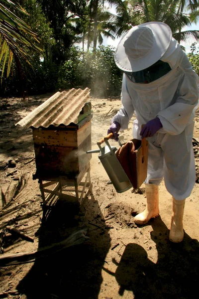 Production de miel de rucher — Photo