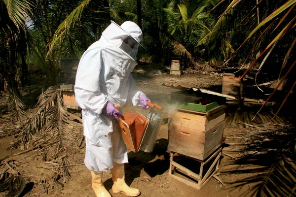 蜂蜜の一次生産 — ストック写真