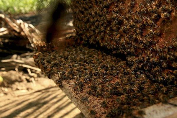 Produzione di miele di apiario — Foto Stock