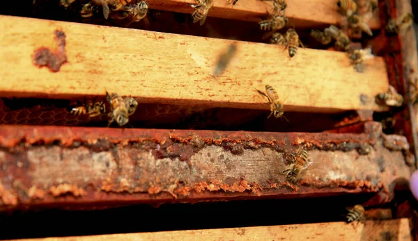 Producción de miel de colmenar —  Fotos de Stock