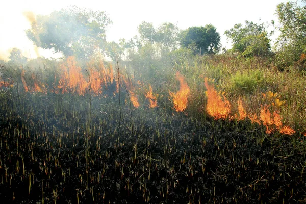 Brote de incendios en Itabuna — Foto de Stock