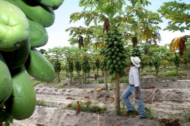 Bahia çiftliğinde papaya tabağı