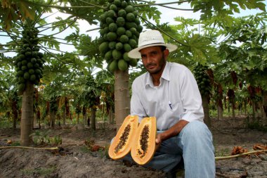 Bahia çiftliğinde papaya tabağı