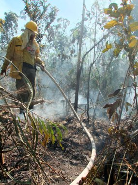 Bahia 'da orman yangını