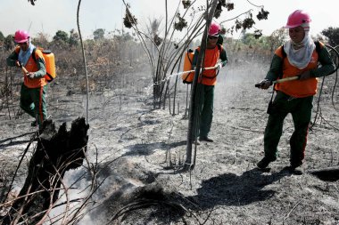 Bahia 'da orman yangını