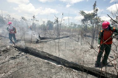 Bahia 'da orman yangını