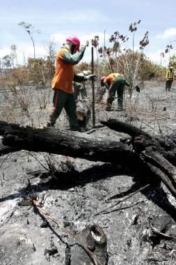 Bahia 'da orman yangını