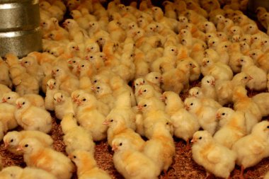Brezilya 'da tavuk çiftliği