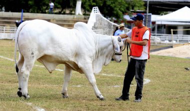 çiftlik hayvanları çiftliği