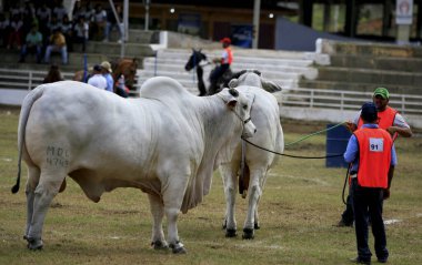 çiftlik hayvanları çiftliği