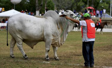 çiftlik hayvanları çiftliği