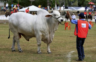 çiftlik hayvanları çiftliği
