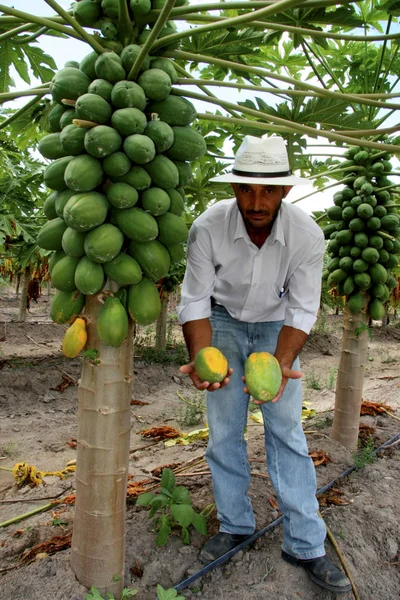 Papaja schotel in Bahia boerderij — Stockfoto