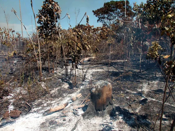 Incendio forestal en Bahía — Foto de Stock