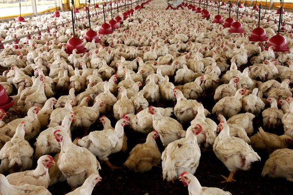 Chicken farm in Brazil — 스톡 사진
