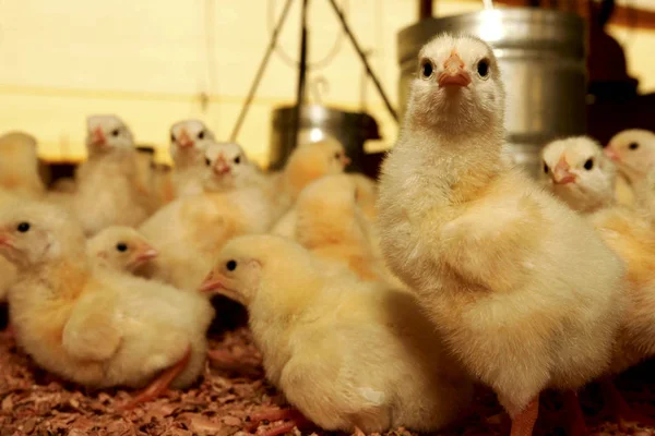 巴西的养鸡场 — 图库照片