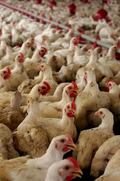 Chicken farm in Brazil — 스톡 사진