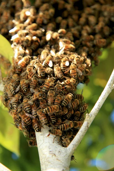 Biodling av honung — Stockfoto