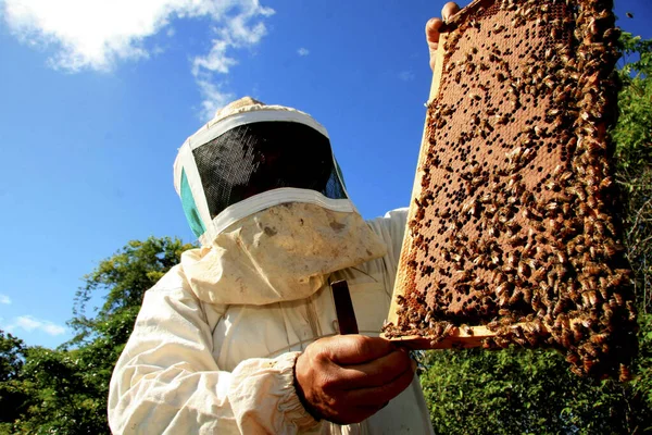 Bienenhonigproduktion — Stockfoto