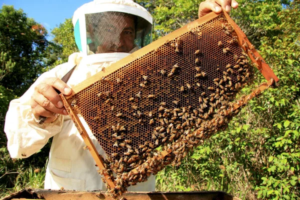 Bienenhonigproduktion — Stockfoto