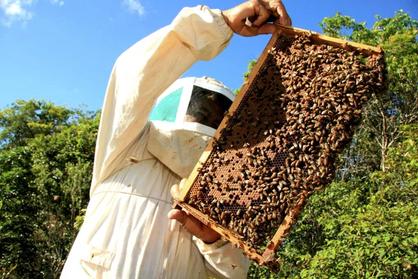 Včelařská produkce medu — Stock fotografie