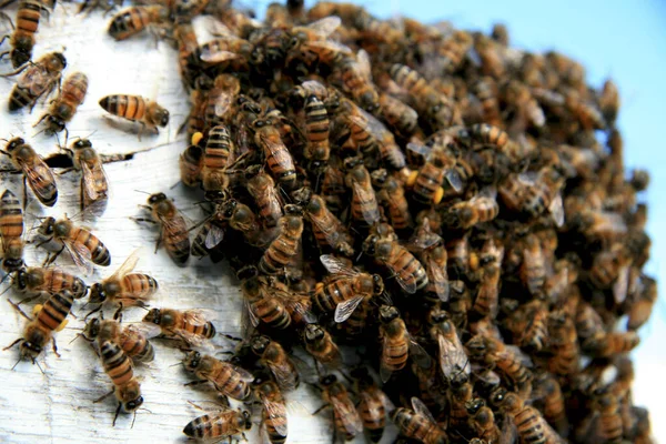 Produzione di miele di apiario — Foto Stock