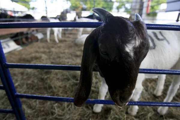 Farm animal husbandry — Stock Photo, Image