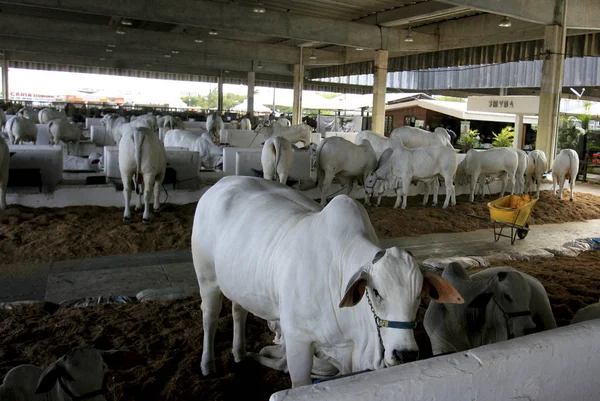 Élevage d'animaux de ferme — Photo